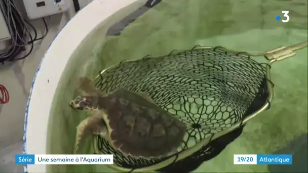 Série "Les coulisses de l'aquarium de La Rochelle (n°2) : les tortues