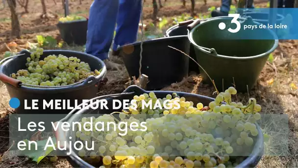 Le meilleur des Mags : les vendanges en Anjou