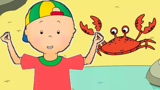 Caillou en Français | Caillou et la Danse du Crabe | dessin animé | dessin animé pour bébé
