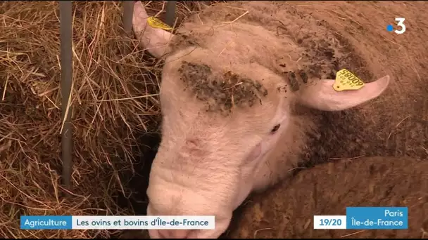 Les ovins et bovins d’Île-de-France au Salon de l’agriculture