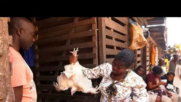 Vie chère au Cameroun : le prix du poulet et de l'huile s'envole • FRANCE 24