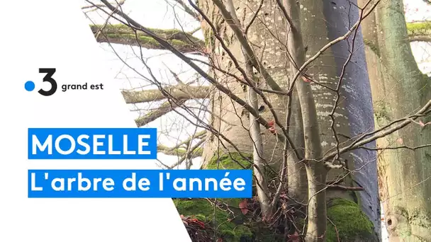 L'arbre le plus beau de France : le prix du jury pour le hêtre de Saint-Hubert en Moselle