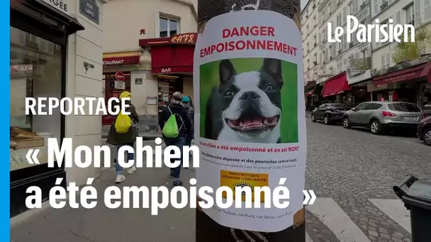 Après la mort d’Elvis, un chihuahua, ce coin de Paris craint d’abriter une empoisonneuse de chiens