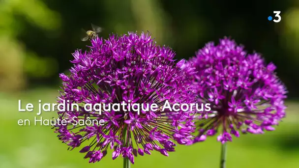 Acorus, un jardin aquatique entre jardin à l’anglaise et jardin japonais en Haute-Saône