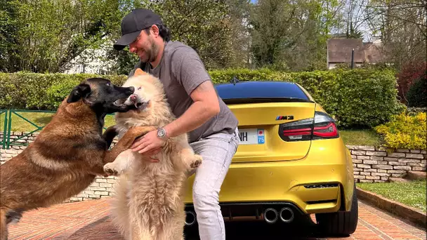 PRÉSENTATION DE MES ANIMAUX 😻 ( MALINOIS , CHOW-CHOW , CARLIN , HUSKY + MON CHAT BIZARRE )