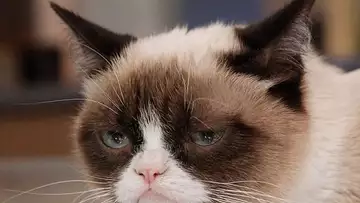 Grumpy Cat obtient 710 000 dollars après un procès