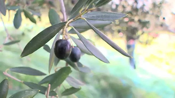 Settimana agricula 03/2021 : Prudutorre d’oliu d’alivi