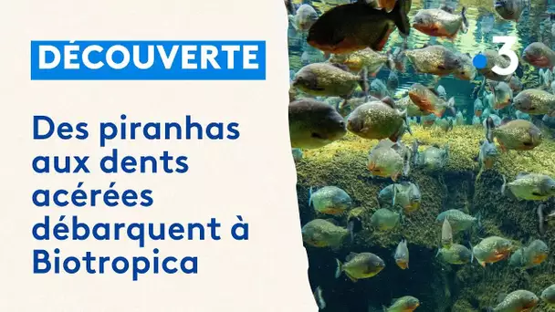 Repas des piranhas : un spectacle qui a du mordant