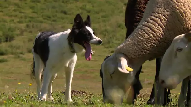 Concours amical de chien de berger en vallée d'Ossau