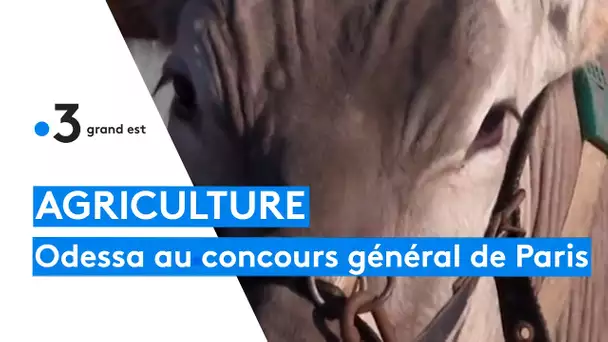 Odessa, vache Brune alsacienne au Salon de l'agriculture 2022