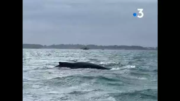 Une baleine dans la baie de Paimpol ce samedi 27 juin 2020