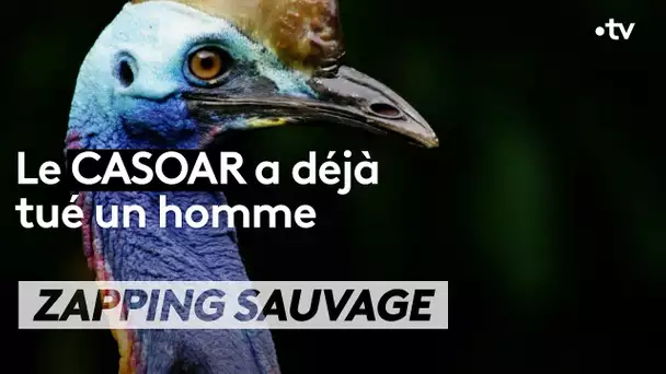 Cet oiseau a déjà tué un homme - ZAPPING SAUVAGE