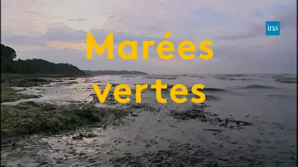 Marées vertes : un fléau tenace sur les côtes bretonnes | Franceinfo INA
