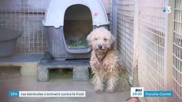 40 box isolés du froid : la belle mobilisation des bénévoles à la SPA de Vesoul en Haute-Saône