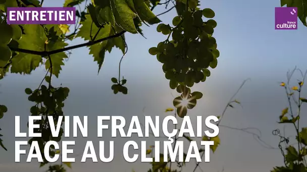 Climat, concurrence étrangère, nouveaux usages…Le vin français a-t-il tourné ?