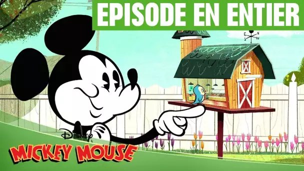 Mickey Mouse - À table, les oiseaux