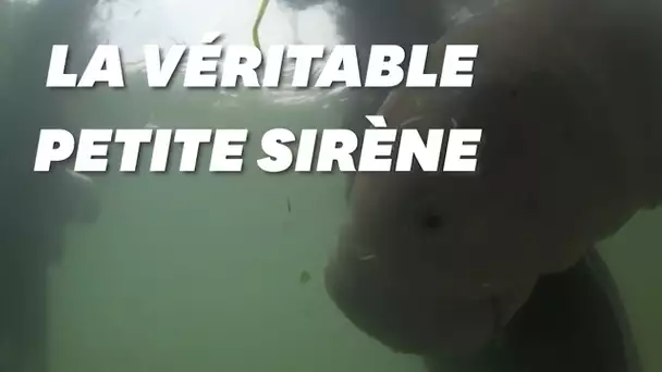 Ce bébé dugong est devenu une star en Thaïlande après s'être lié à des humains