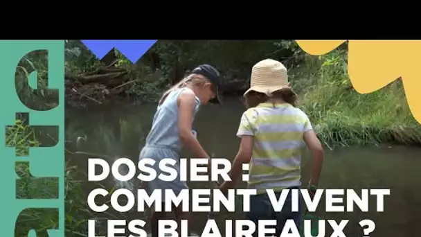 Dossier : comment vivent les blaireaux ? - ARTE