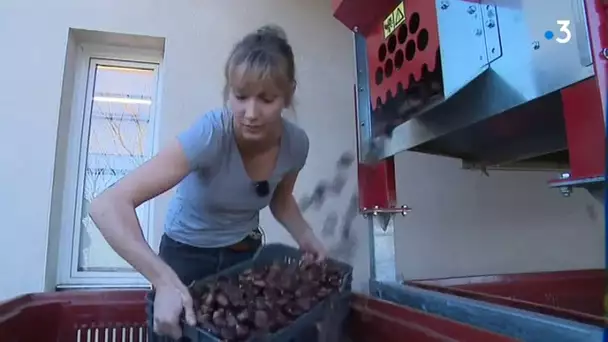 La récolte de châtaignes dans les Cévennes impactée par la sécheresse