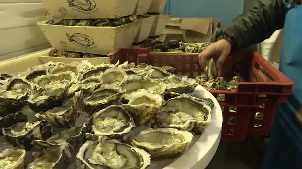 Contrôles des productions d'huîtres pour Noël à Port-Saint-Louis-du-Rhône