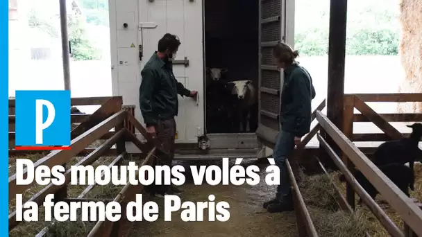 Les moutons volés en pleine nuit à Paris ont été tous retrouvés