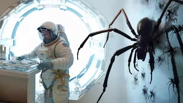 Que se passe-t-il si vous envoyez deux araignées dans l'espace ?