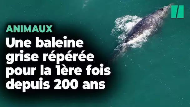 Une baleine grise a été repérée dans l’océan Atlantique et ce n’est pas une bonne nouvelle