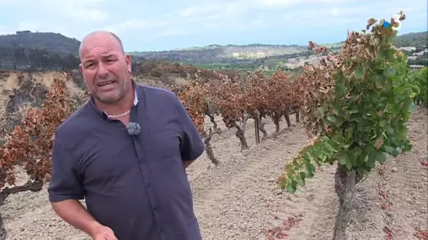 Aude : après l'incendie, les vignerons ont subi de lourdes pertes
