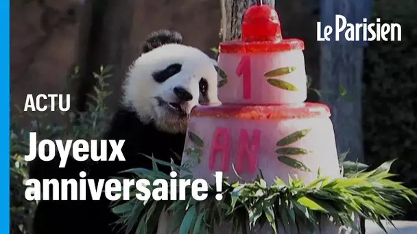 Zoo de Beauval : les jumelles pandas fêtent leur 1 an