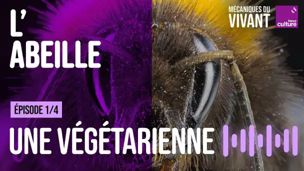 L'abeille, une guêpe devenue végétarienne (1/4) | Mécaniques du vivant, saison 4 : l'abeille