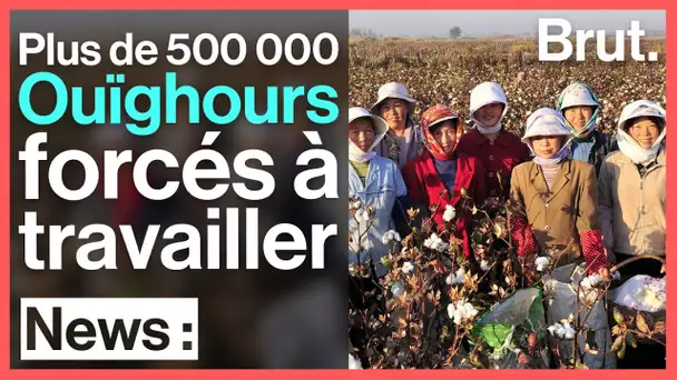 Plus de 500 000 Ouïghours sont forcés à travailler dans des champs de coton