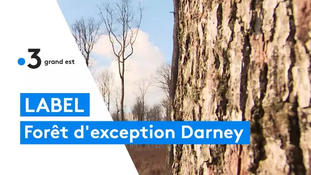 Label forêt d'exception pour la forêt de Darney