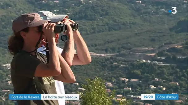 Observation d'une centaine d'oiseaux migrateurs au Fort de la Revère