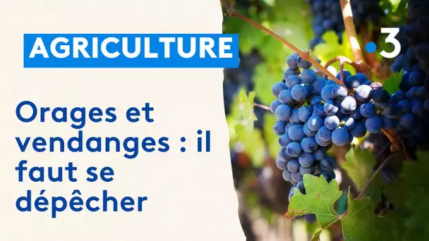 Viticulture : les vendanges démarrent mais sont de plus en plus précoces