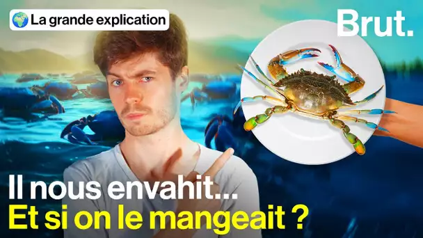 Pourquoi le crabe bleu nous menace et pourrait finir dans nos assiettes