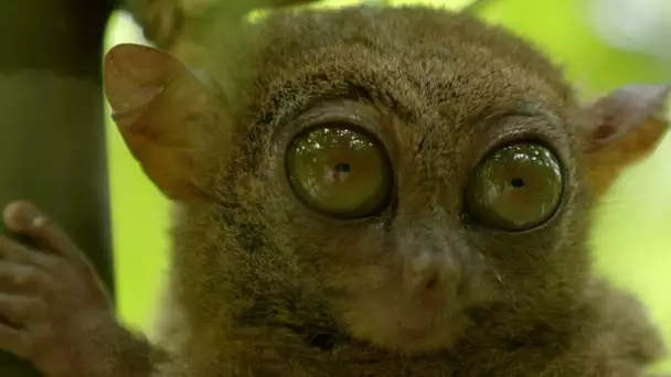 A la rencontre du Tarsier des Philippines