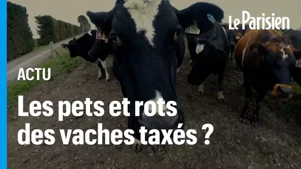 Nouvelle-Zélande : des fermiers manifestent contre un projet de taxation des pets de vache