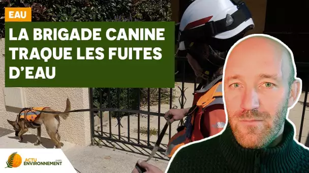 Comment des chiens peuvent traquer les fuites d’eau ?