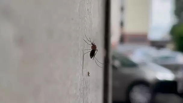 La Saône-et-Loire envahie par les moustiques cet été