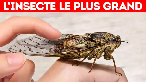 23 Faits Dont Personne Ne Sait Quoi Faire