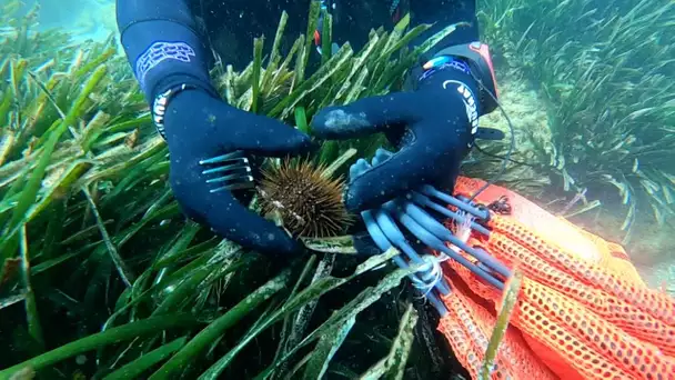 Bleue Occitanie s'y frotte et s'y pique. Les oursins de méditerranée protégés et appréciés