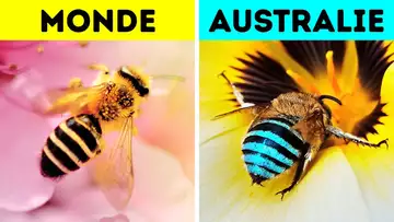 Il y a des Abeilles Bleues en Australie et elles Sont si Étonnantes que tu Vas Vouloir les Connaître