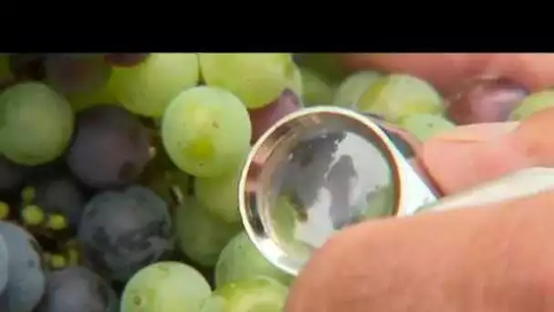 En Bergeracois, les raisins viennent à maturité