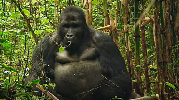 Rwanda, les gorilles dans la guerre