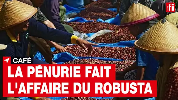 Le Robusta profite du manque de café sur le marché • RFI