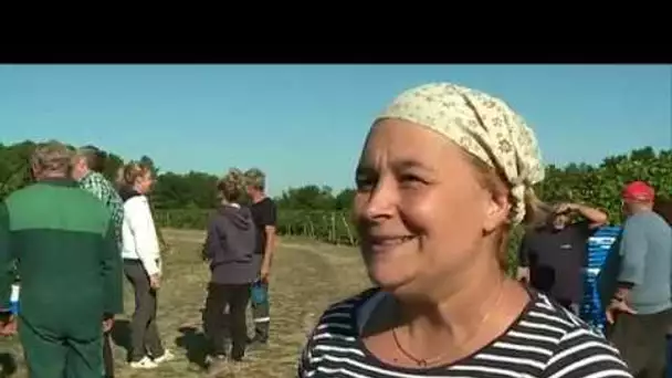 A Bergerac, les vendanges s'échelonnent selon le vin recherché