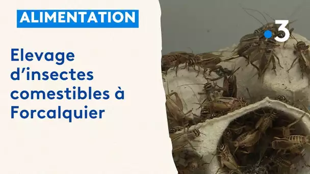 Forcalquier : des grillons comestibles bientôt à la vente ?