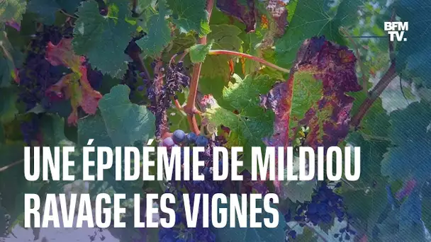 Une épidémie de mildiou ravage les vignes dans le Bordelais