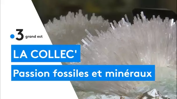 Collection : le passionné de fossiles et minéraux