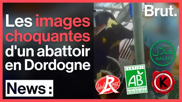 Abattage des veaux : L214 dénonce les pratiques de l'abattoir Sobeval